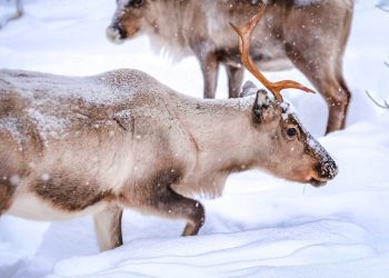 Foto: Francesco Ungaro - Pexels