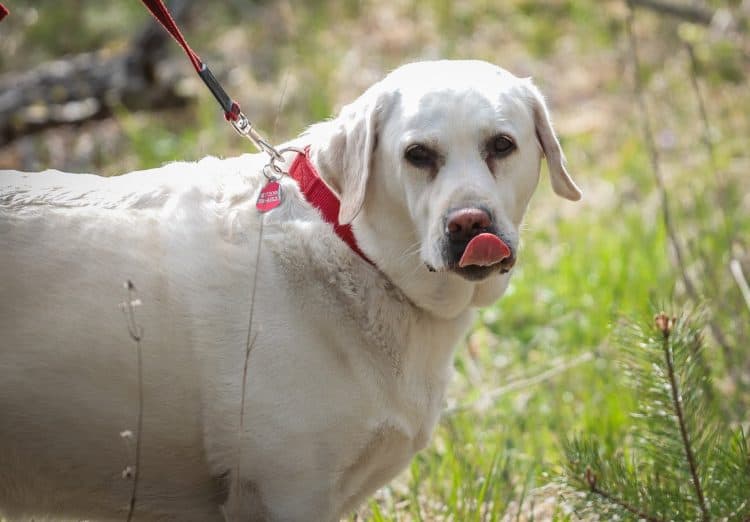 Rapla ralli 2022 Foto: Marleen Maask