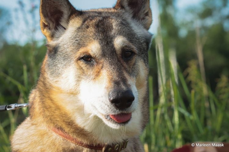 FOTOGALERII: Kalle Rovanperä võitis WRC Rally Estonia 2022, Tänak kolmas!