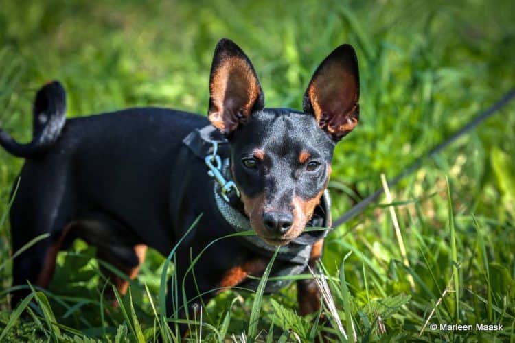 Lõuna-Eesti ralli võitsid Gregor Jeets – Timo Taniel – FOTOGALERII