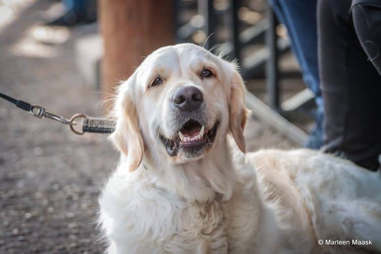 Noored Roolis Cupella Cup neljas etapp sõideti Kuningamäe kardirajal – FOTOGALERII