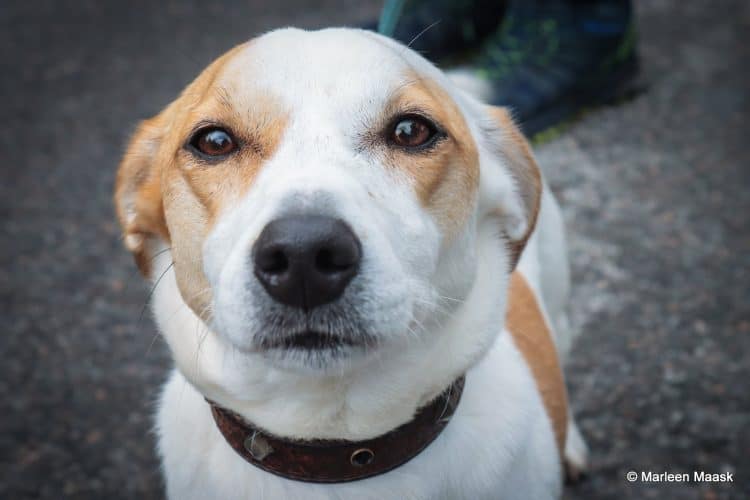 Paide Rally 2022 võitsid Gregor Jeets ja Timo Taniel – FOTOGALERII