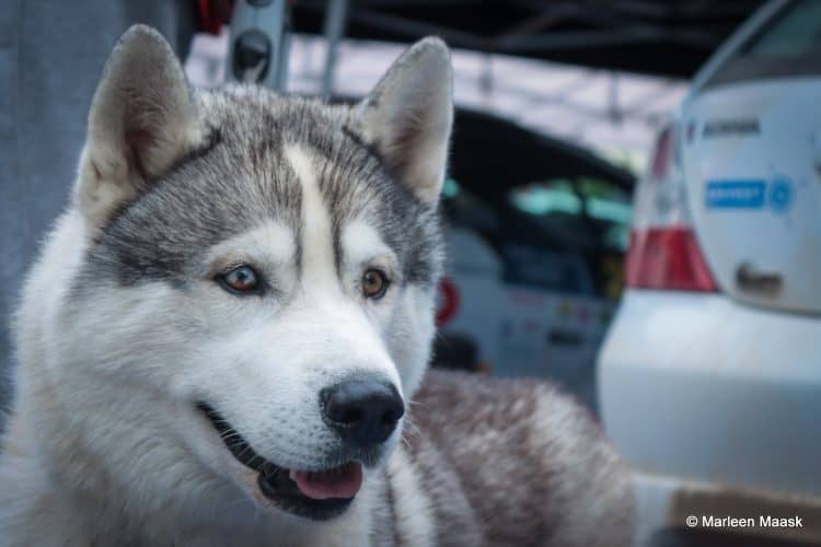 Paide Rally 2022 võitsid Gregor Jeets ja Timo Taniel – FOTOGALERII