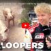 Lõbus Video: Lärmakad sead ja õigekirjatestid – Sardiinia ralli lõbusamad hetked!