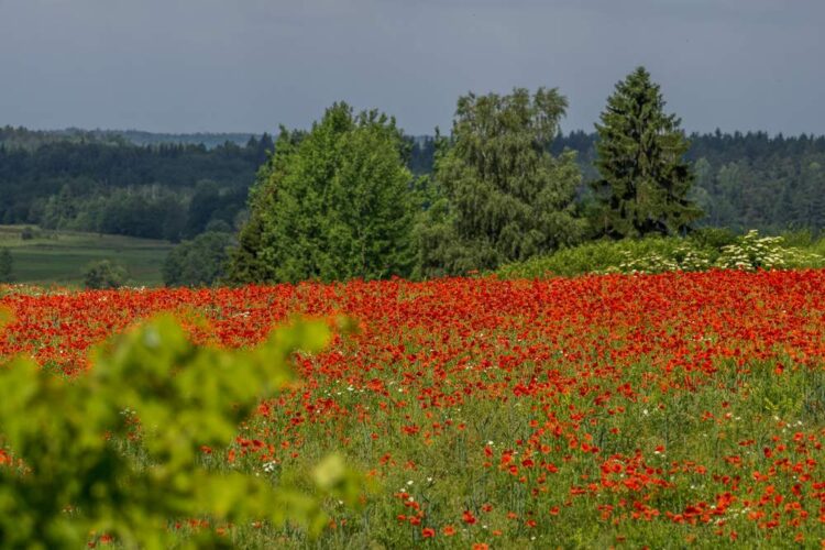PILDID: Vaata mis ootab Ott Tänakut ja teisi sõitjaid ees Poola MM-rallil