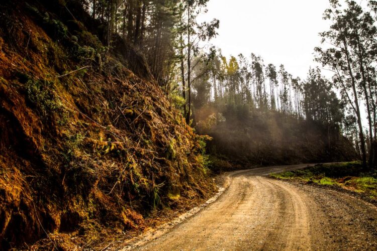 Tšiili MM-ralli 2024, Foto: M-Sport