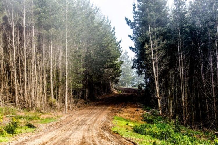 Tšiili MM-ralli 2024, Foto: M-Sport