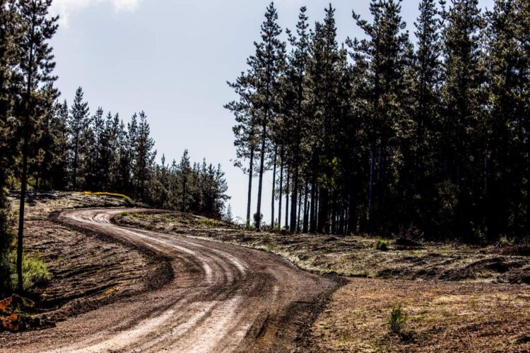 Tšiili MM-ralli 2024, Foto: M-Sport