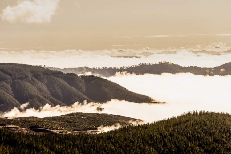 Tšiili MM-ralli 2024, Foto: M-Sport