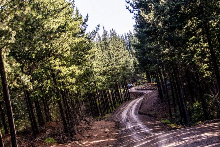 Tšiili MM-ralli 2024, Foto: M-Sport