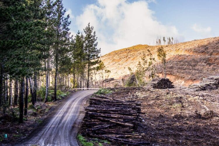 Tšiili MM-ralli 2024, Foto: M-Sport