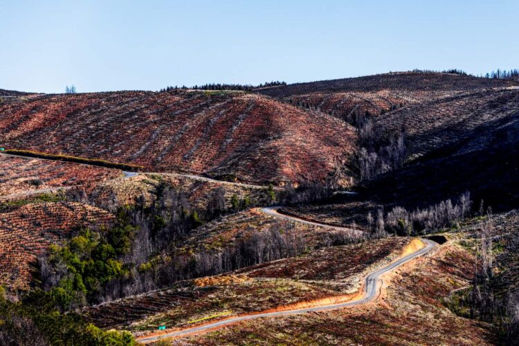 Tšiili MM-ralli 2024, Foto: M-Sport