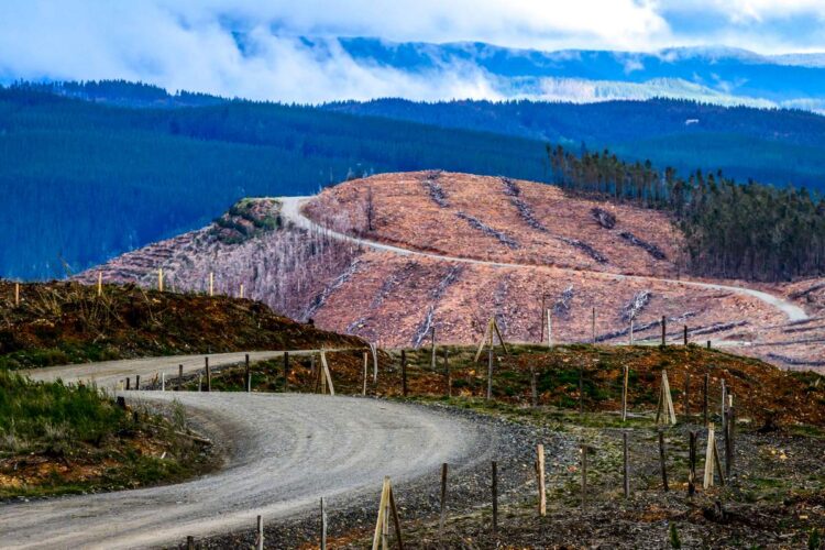 Tšiili MM-ralli 2024, Foto: M-Sport