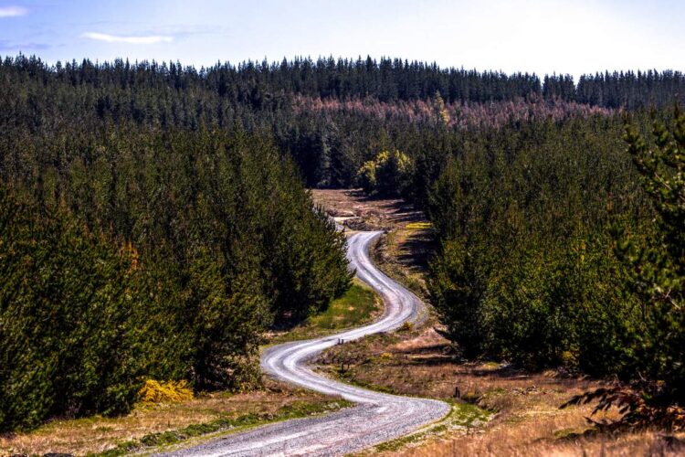 Tšiili MM-ralli 2024, Foto: M-Sport