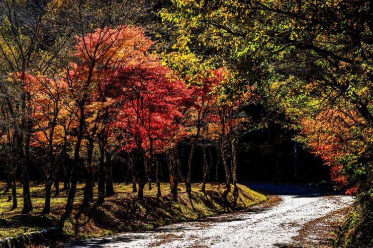 Jaapan 2024 Foto M-Sport