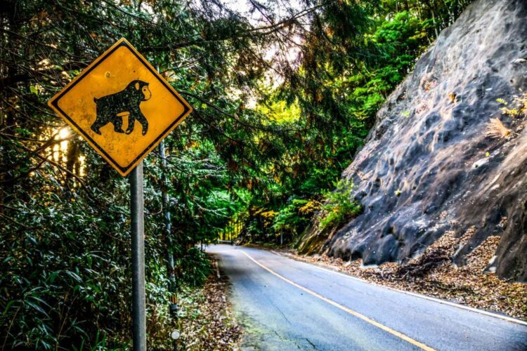 Jaapan 2024 Foto M-Sport