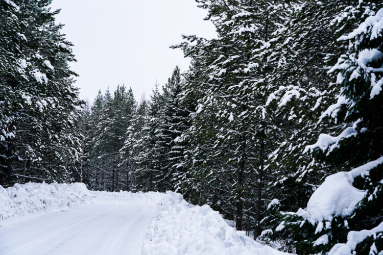 Rootsi MM-ralli 2025 Foto- M-Sport