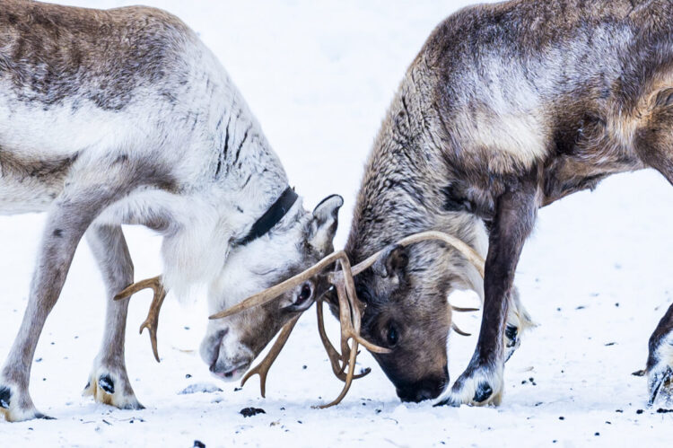 Rootsi MM-ralli 2025 Foto- M-Sport