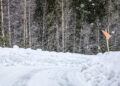 Rootsi MM-ralli 2025 Foto- M-Sport