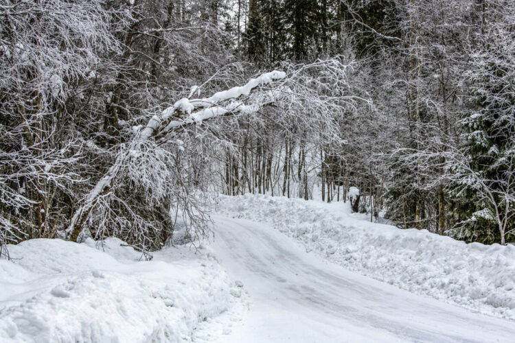 Rootsi MM-ralli 2025 Foto- M-Sport