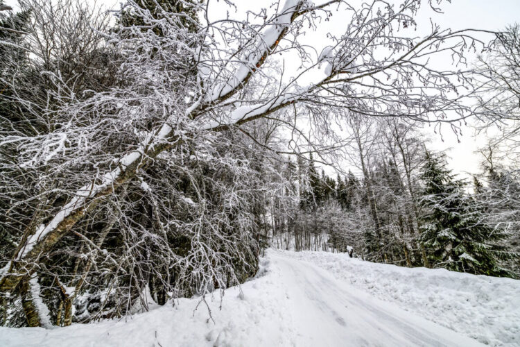 Rootsi MM-ralli 2025 Foto- M-Sport