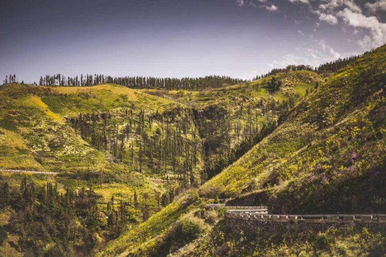 Kanaari Saarte MM-ralli, Foto: M-Sport