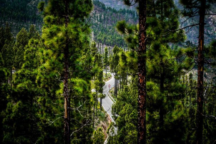 Kanaari Saarte MM-ralli, Foto: M-Sport