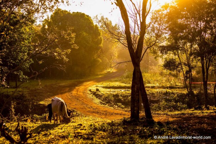 SUUR GALERII: Vaata millised olud on Ott Tänakut ja teisi võistlejaid ees ootamas Paraguay MM-rallil