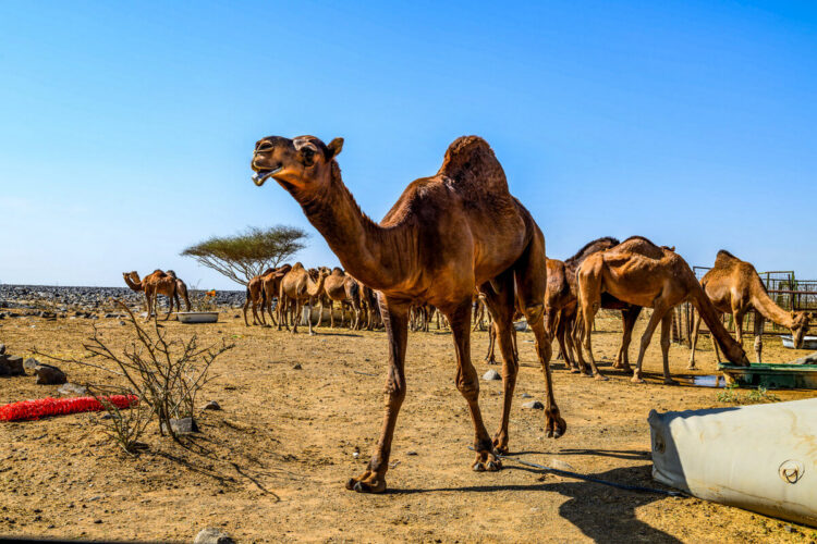 Saudi-Arabia MM-ralli 2025, Foto: André Lavadinho