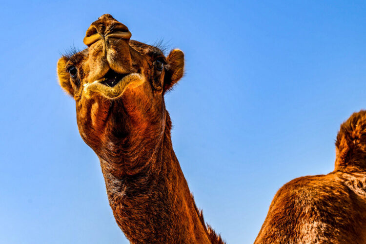 Saudi-Arabia MM-ralli 2025, Foto: André Lavadinho