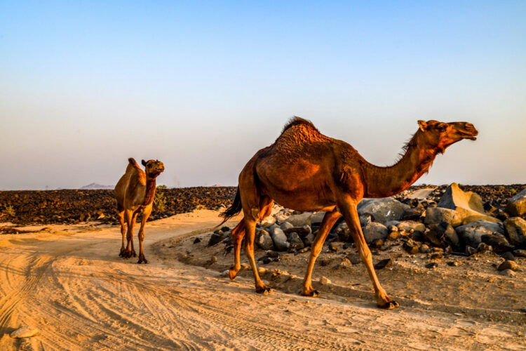 Saudi-Arabia MM-ralli 2025, Foto: André Lavadinho