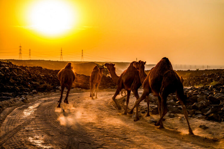 Saudi-Arabia MM-ralli 2025, Foto: André Lavadinho