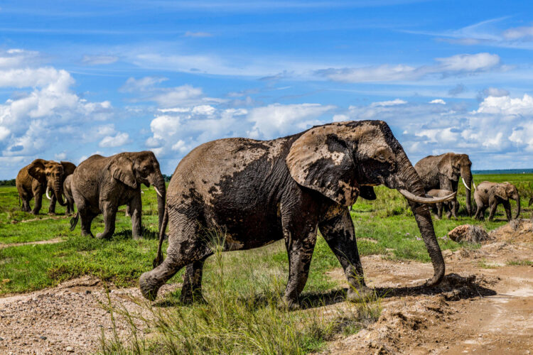 Keenia Safari ralli 2026 foto M-Sport