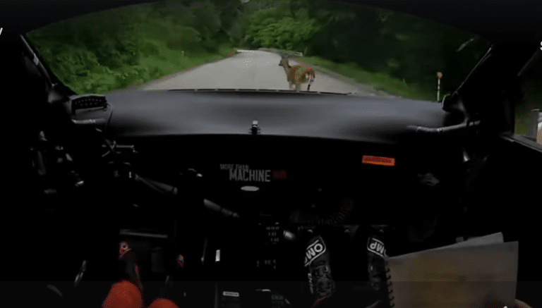 VIDEO: Vaata Oliver Solbergi ehmatavat intsidenti hirvedega Jaapani rallil